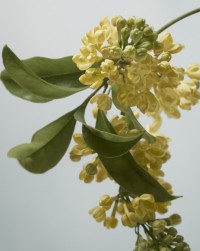 Fragancia Burberry Signatures Golden Haze, con flores de color amarillo intenso
